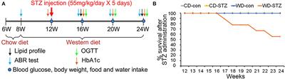 Age-related hearing loss was accelerated by apoptosis of spiral ganglion and stria vascularis cells in ApoE KO mice with hyperglycemia and hyperlipidemia